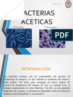 Bacteria Acetica