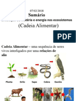 Cadeia Alimentar