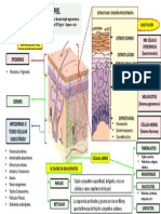 Anatomia de La Piel