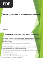 Clase - Órganos, Aparatos y Sistemas Vegetales