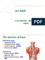 The Upper Limb