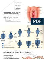 Aparato Reproductor Femenino F