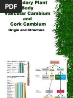 Vascular Cambium