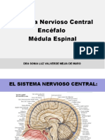 Clase 1 Anatomía Sistema Nervioso