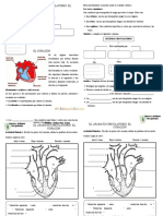 El Corazon