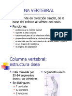 Columna Vertebral