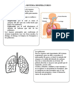 Sistema Respiratorio