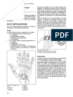 Anatomie Main