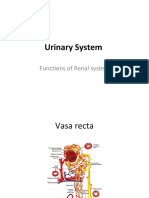 Urinary System: Functions of Renal System