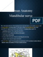 Human Anatomy Mandibular Nerve