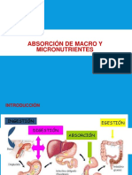 Absorcin Nutrientes 170528183523 PDF