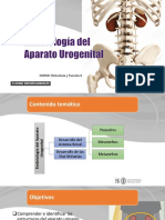 RENAL - Embriología