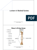 Lecture 4: Skeletal System: - 206 Bones - Cell Types