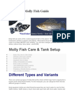 Aquarium Molly Fish Guide