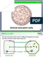 Animal and Plant Cells