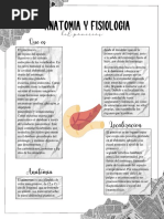 Anatomía y Fisiología Del Páncreas