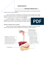 Sistema Digestivo