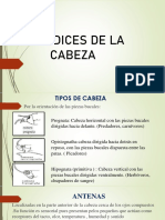 Apéndices de La Cabeza