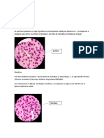 Mitosis y Sangre