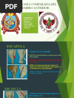 OSTEOLOGIA COMPARADA Del Miembro Anterior