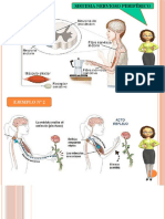Sistema Nervioso Periferico 4to Grado I Unidad