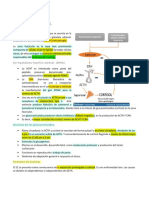 Ordinario de Endocrino