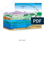 Informe Simulacion Ciclo Del Carbono