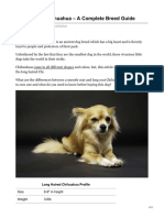 Long Haired Chihuahua A Complete Breed Guide