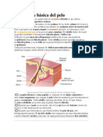 Estructura Básica Del Pelo