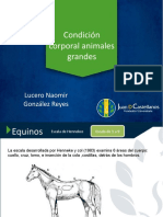 CONDICIÓN CORPORAL Equinos, Bovinos y Ovinos