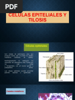 Celulas Epiteliales