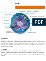 Celula Animal y Vegetal