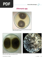 Alternaria SPP PDF