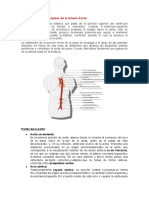 Características Principales de La Arteria Aorta