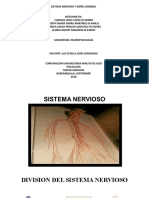 DIAPOSITIVAS SISTEMA NERVIOSO Y DAÑO CEREBRAL (1) Liliana