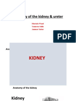 Anatomy of The Kidney & Ureter - New