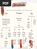 Sistema Cardiovascular-Esquema