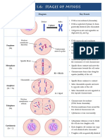 Topic 1.6: Stages of Mitosis: Stage Diagram Key Events