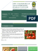 Fisiopatias Tomate