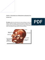 Partes y Funciones Del Sistema Musculoesquelético