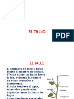 Semana 8. El Tallo