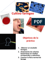 Cultivo Faringeo1