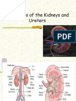 Gangguan Pada Ginjal Dan Ureter