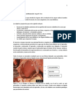 Anatomía Del Sistema Cardiovascular