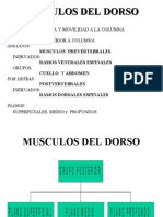 Musculos Del Dorso