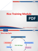 Rice Training Module - Sales