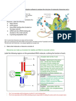 Review:: Label The Following Regions On This Generalised tRNA Molecule, Outlining The Function of Each