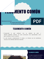 1.4. Tegumento Común