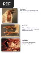 Imagenes Patología Aviar Semana 5