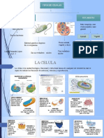 Esquema de La Celula